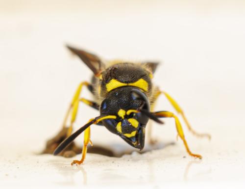 Réf. 342 239 : Ancistrocerus nigricornis